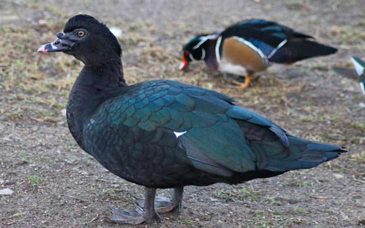 Zbiórka Inwestycja na pole dla drobiu - zdjęcie główne