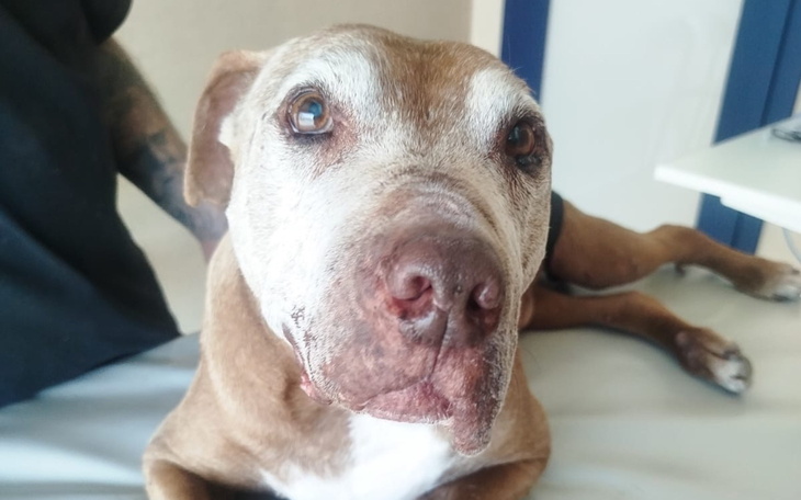 Starszy pies leżący na łóżku, z wyrazem spokoju.