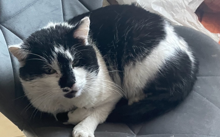 Czarnobiały kot leżący na szarej kanapie.