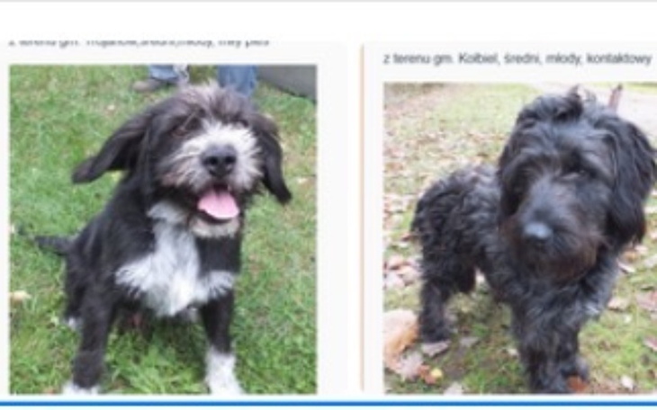 Zbiórka Dostały szansę na dobre życie - zdjęcie główne