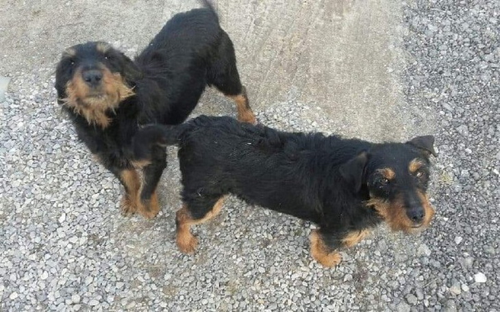 Zbiórka Sterylizacja, kastracją i transp - zdjęcie główne