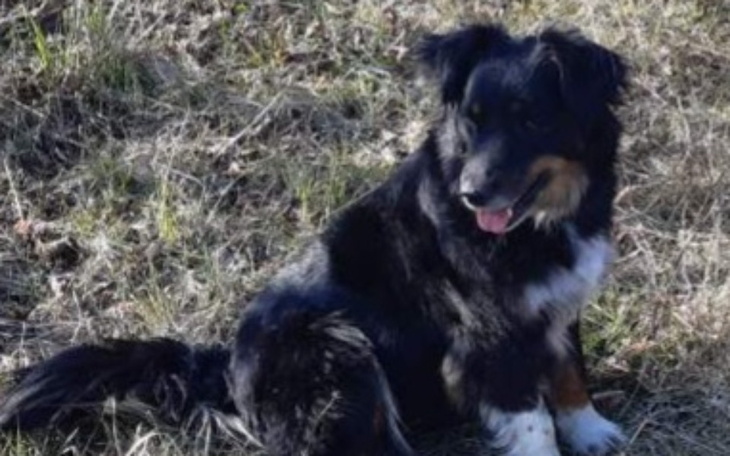 Pies siedzący na trawie, zrelaksowany i szczęśliwy.