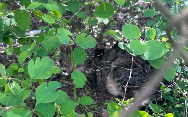 Zbiórka Na pomoc Kot w krzakach umiera - zdjęcie główne