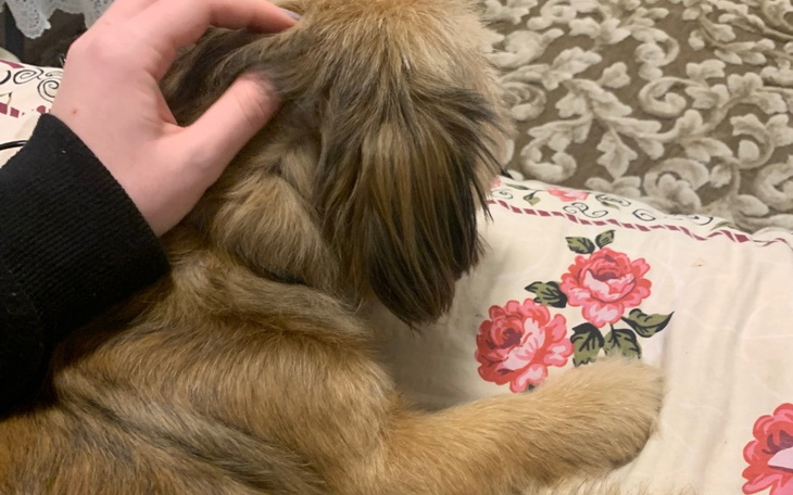 Zbiórka pomóc na leki dla suni - zdjęcie główne