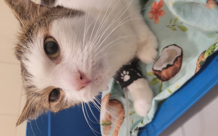 Zbiórka Ratowanie życia Dżonego - zdjęcie główne