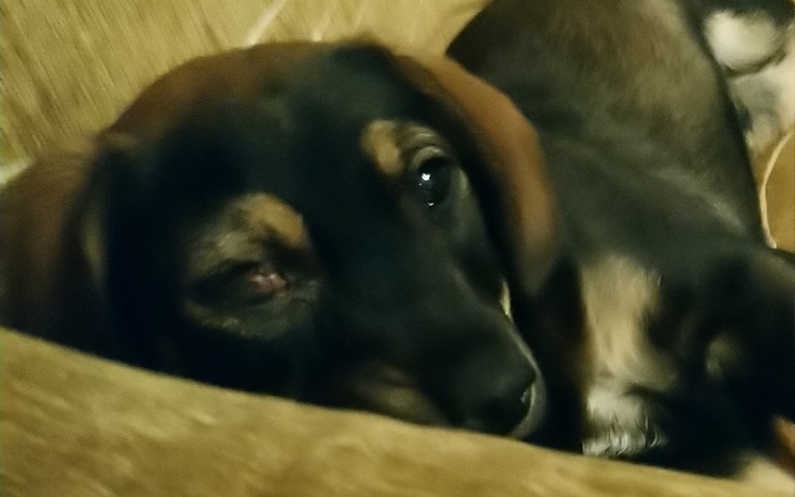 Zbiórka Operacja gałki ocznej Micha - zdjęcie główne