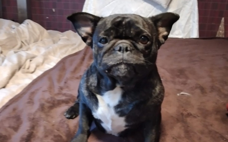 Zbiórka Jedzenie i leczenie dla zwierząt - zdjęcie główne