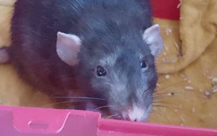 Zbiórka Idzie jesień w Willi - zdjęcie główne