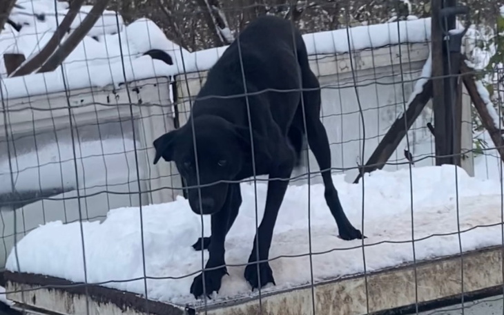 Czarny pies na śniegu, z niepewnym wyrazem twarzy.