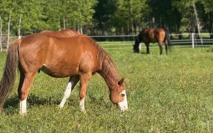 Konie pasące się na zielonej łące.