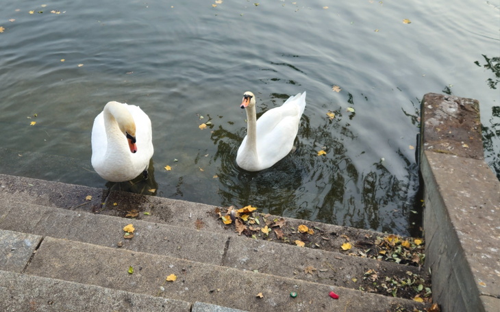 Dwa łabędzie pływające w wodzie, otoczone opadłymi liśćmi.