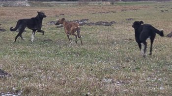 Zbiórka Odłowienie suczek - miniaturka zdjęcia