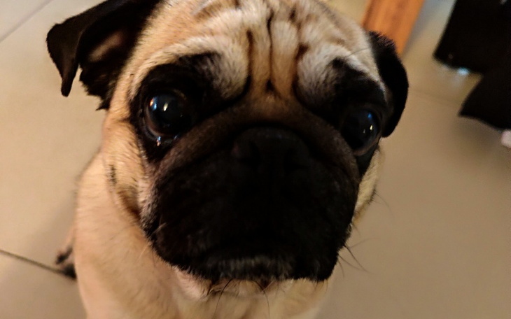 Zbliżenie na smutnego psa rasy mops.