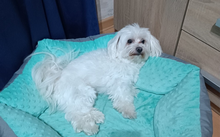 Biały pies leży na miękkim posłaniu w przytulnym wnętrzu.