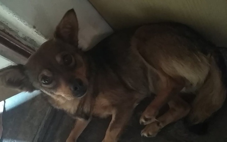 Zbiórka Życie bez bólu dla Buni - zdjęcie główne