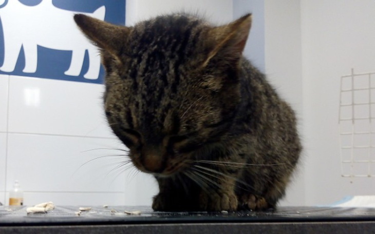 Zbiórka Niepewny los - zdjęcie główne