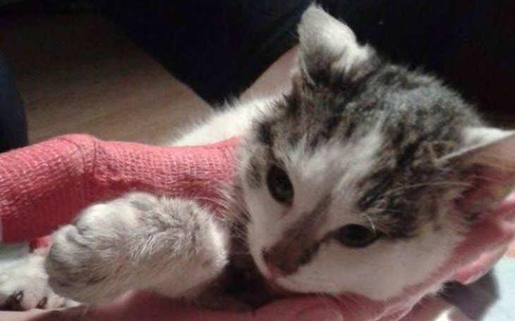 Kotek z opatrunkiem na łapce, trzymany w rękach.