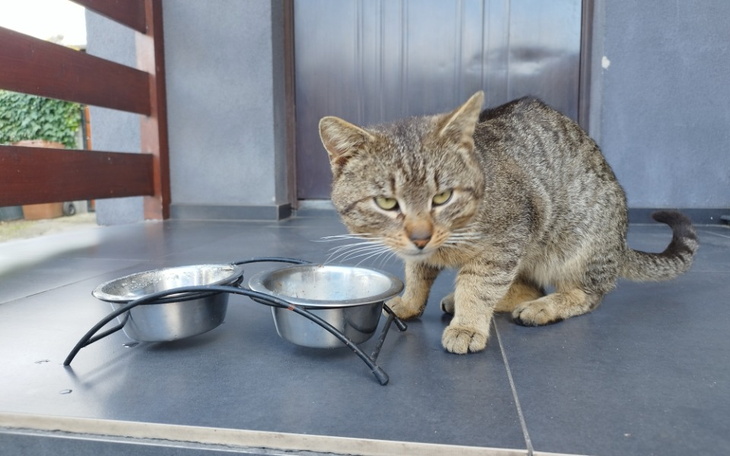 Zbiórka Pomoc dla bezdomnego kota - zdjęcie główne