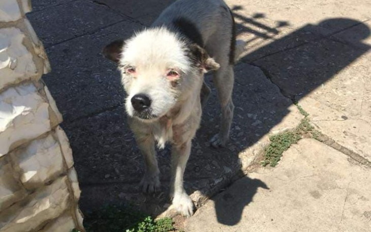 Zbiórka Pomoc dla zwierząt zza oceanu - zdjęcie główne