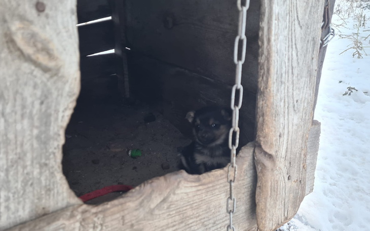 Zbiórka Psie biedy spod Bełchatowa - zdjęcie główne