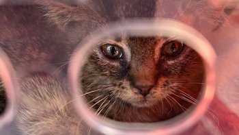 Zbiórka Bezdomniaki z Huty Katowice - miniaturka zdjęcia