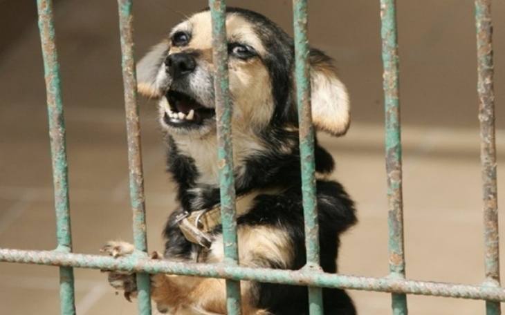 Zbiórka Psie staruszki ze schroniska - zdjęcie główne