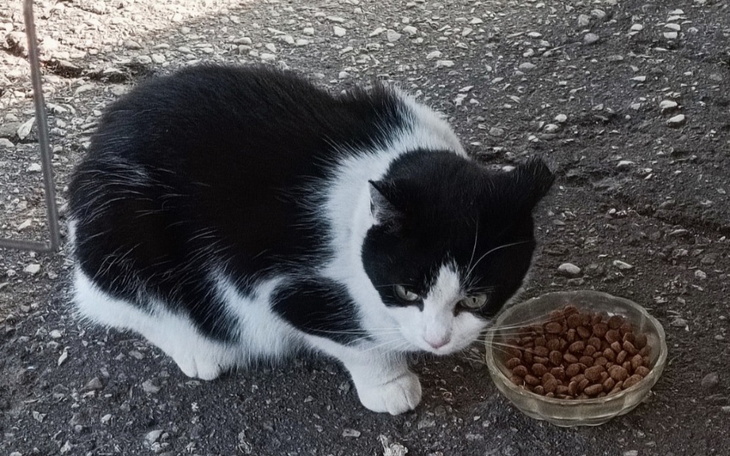 Kot jedzący karmę z miski na zewnątrz.