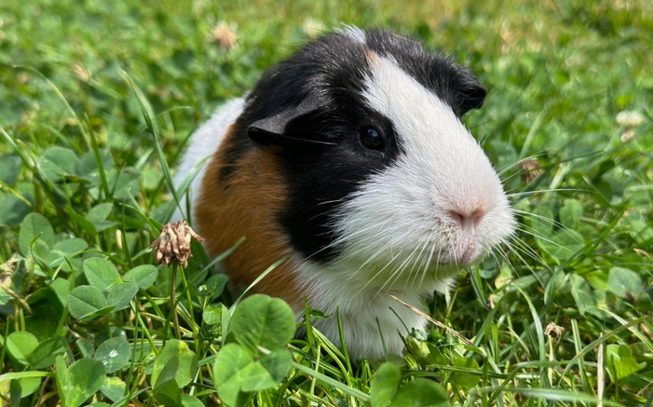 Świnka morska w trawie, z wyraźnymi detalami futra.