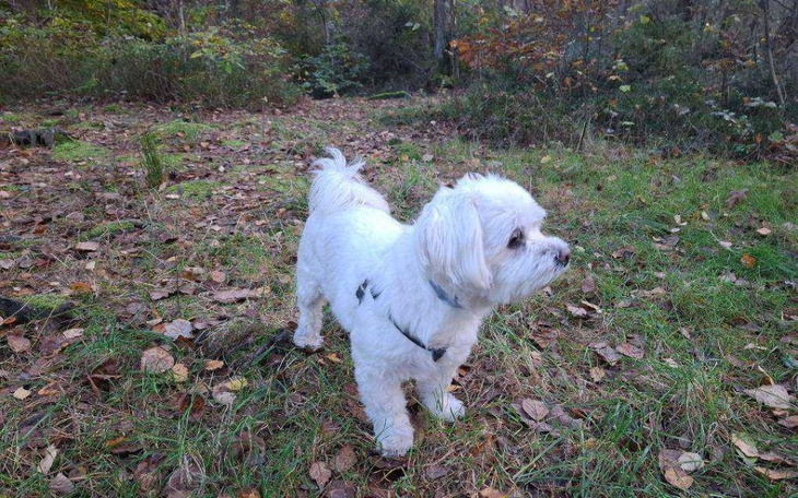 Zbiórka Na operację i leczenie Miśka - zdjęcie główne