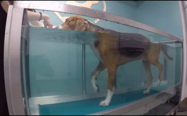 Pies w wodzie, rehabilitacja w specjalnym basenie.