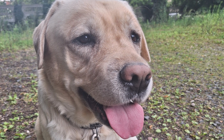 Labrador z uśmiechem, siedzący na trawie.