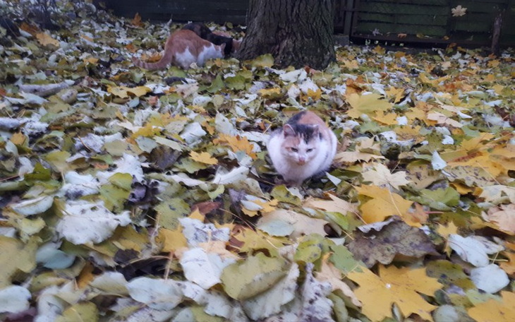 Zbiórka Budki dla 4 bezdomnych kotków - zdjęcie główne