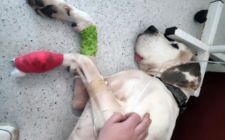 Chory pies z opatrunkami na łapach.