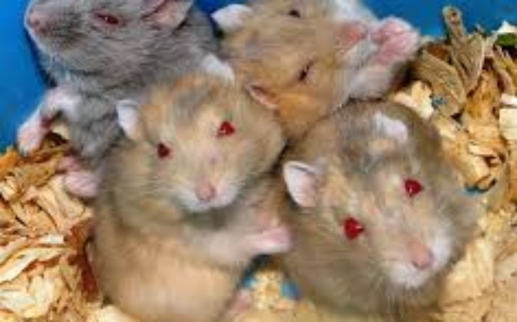 Zbiórka Na chomiki ze złej chodowli - zdjęcie główne