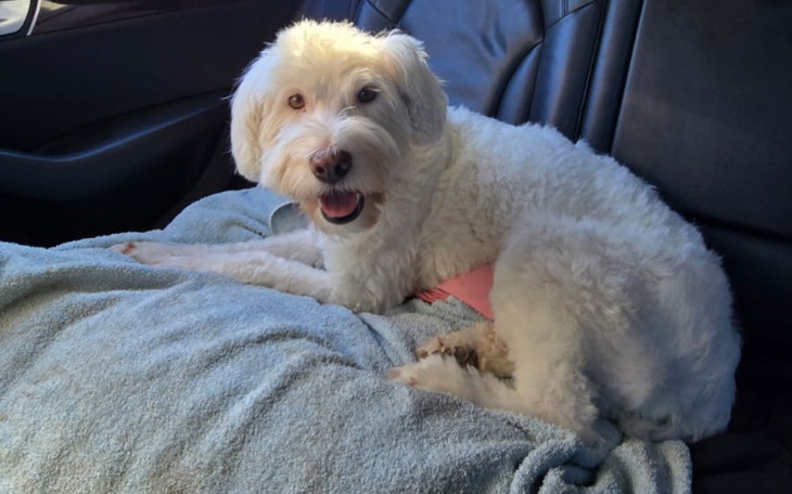 Biały pies siedzi na kocu w samochodzie.