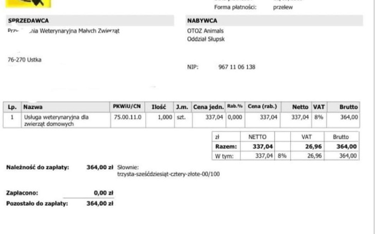 Piesek w przytulnym otoczeniu, z ciekawym spojrzeniem.