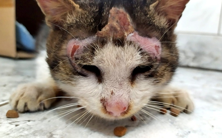 Zbiórka Na życie bez cierpienia - zdjęcie główne