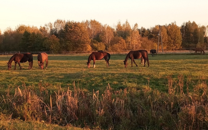 Grupa koni pasących się na zielonej łące w promieniach słońca.