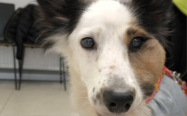 Pies z wyrazem radości, siedzący na trawie.