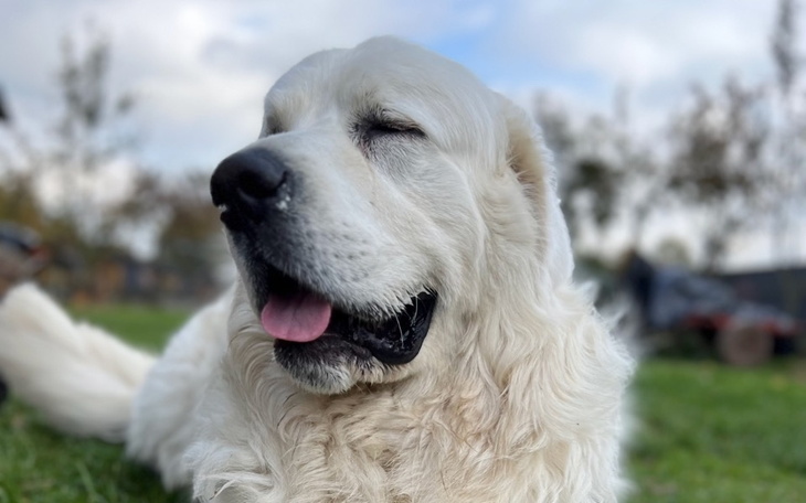 Radosny pies rasy golden retriever, leżący na trawie.