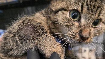 Zbiórka Amputacja, by ocalić życie. - miniaturka zdjęcia