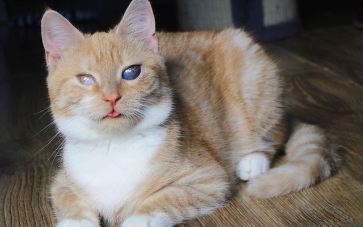 Zbiórka Akcja - kastracja - zdjęcie główne