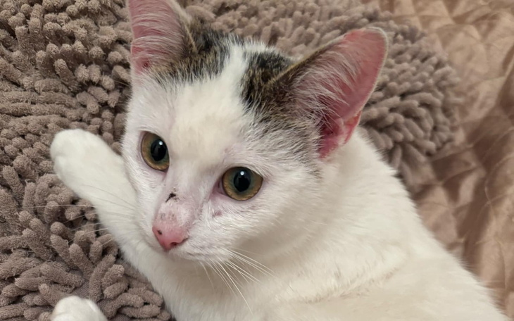 Biały kot leżący na miękkim kocyku, z dużymi oczami.