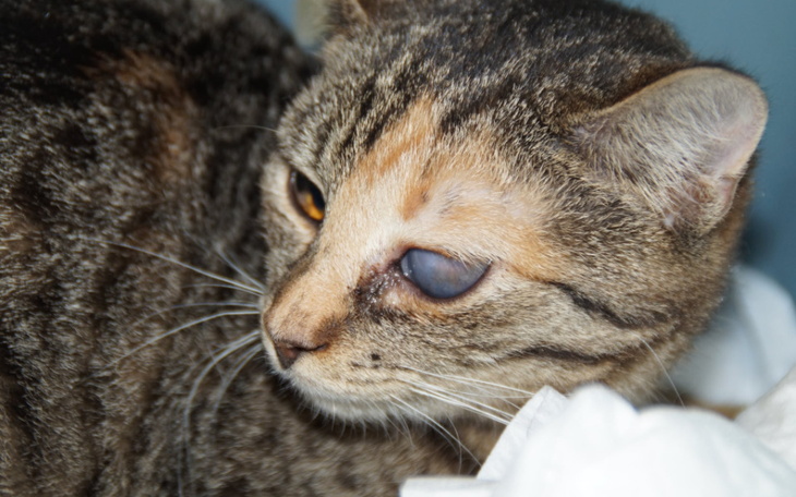 Zbiórka Lutowe leczenie kotów - zdjęcie główne