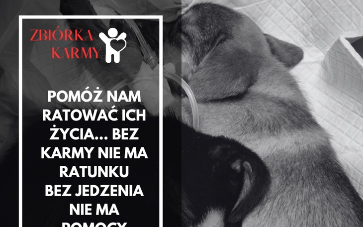 Plakat zbiórki karmy dla zwierząt z tekstem o pomocy.