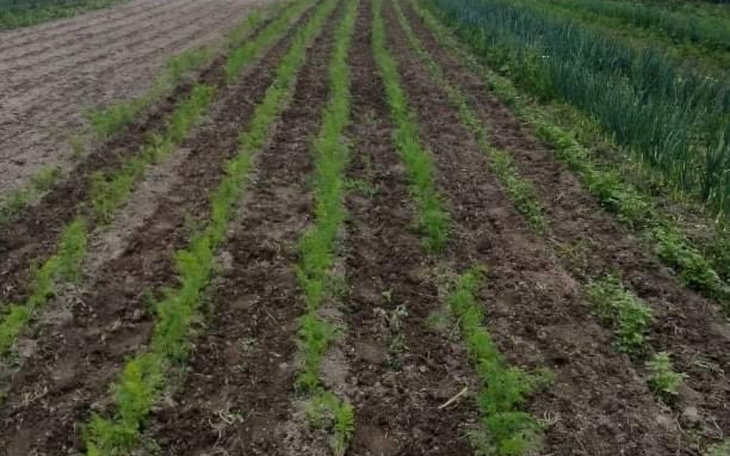 Zbiórka Eko warzywa - zdjęcie główne