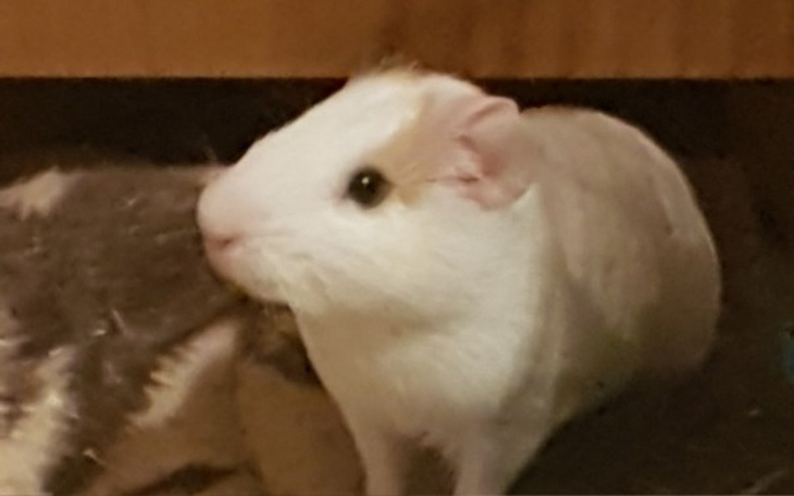 Zbiórka Domek dla Miśka - zdjęcie główne