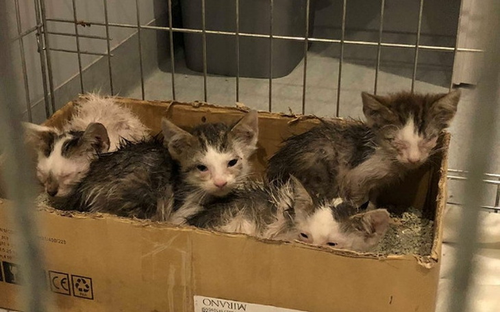 Zbiórka Pchły zjadały nas żywcem... - zdjęcie główne