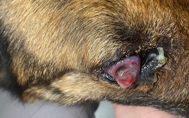 Zbiórka Wyniszczona walczy by żyć - zdjęcie główne