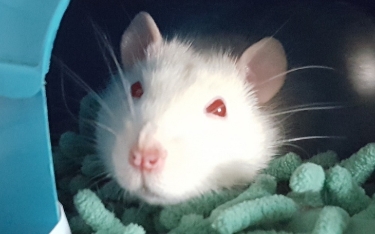 Zbiórka Na wakacje zwierząt najwięcej... - zdjęcie główne